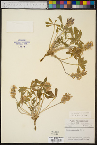 Psoralea subacaulis image