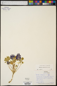 Psoralea subacaulis image