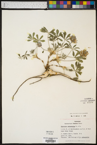 Psoralea subacaulis image