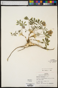 Psoralea subacaulis image