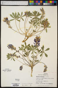 Psoralea subacaulis image