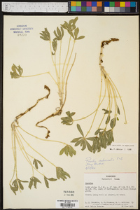 Psoralea subacaulis image