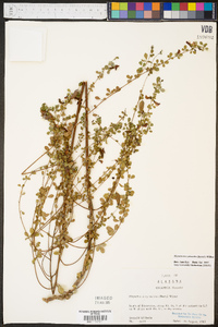 Rhynchosia cytisoides image
