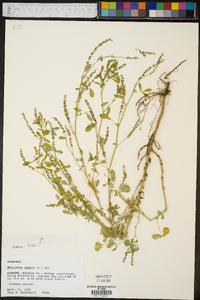 Melilotus indica image