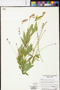Orbexilum pedunculatum image