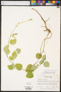 Desmodium ochroleucum image