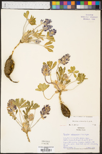 Psoralea subacaulis image