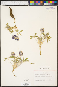 Psoralea subacaulis image