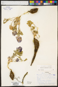 Psoralea subacaulis image