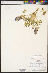 Psoralea subacaulis image