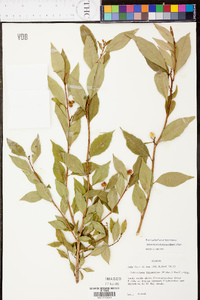 Sebastiania fruticosa image