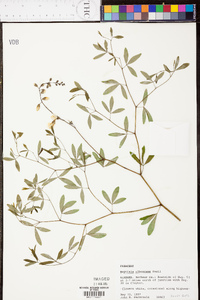 Baptisia albescens image