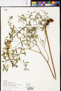 Baptisia albescens image