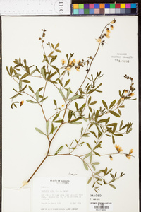 Baptisia albescens image