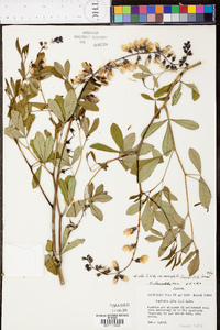 Baptisia alba image