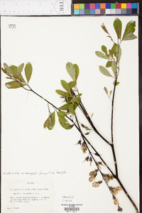 Baptisia alba image