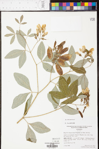 Baptisia megacarpa image