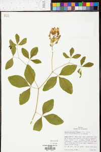 Baptisia megacarpa image