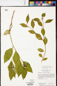 Sebastiania fruticosa image