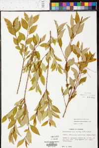 Sebastiania fruticosa image