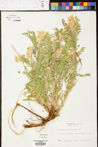 Astragalus tennesseensis image