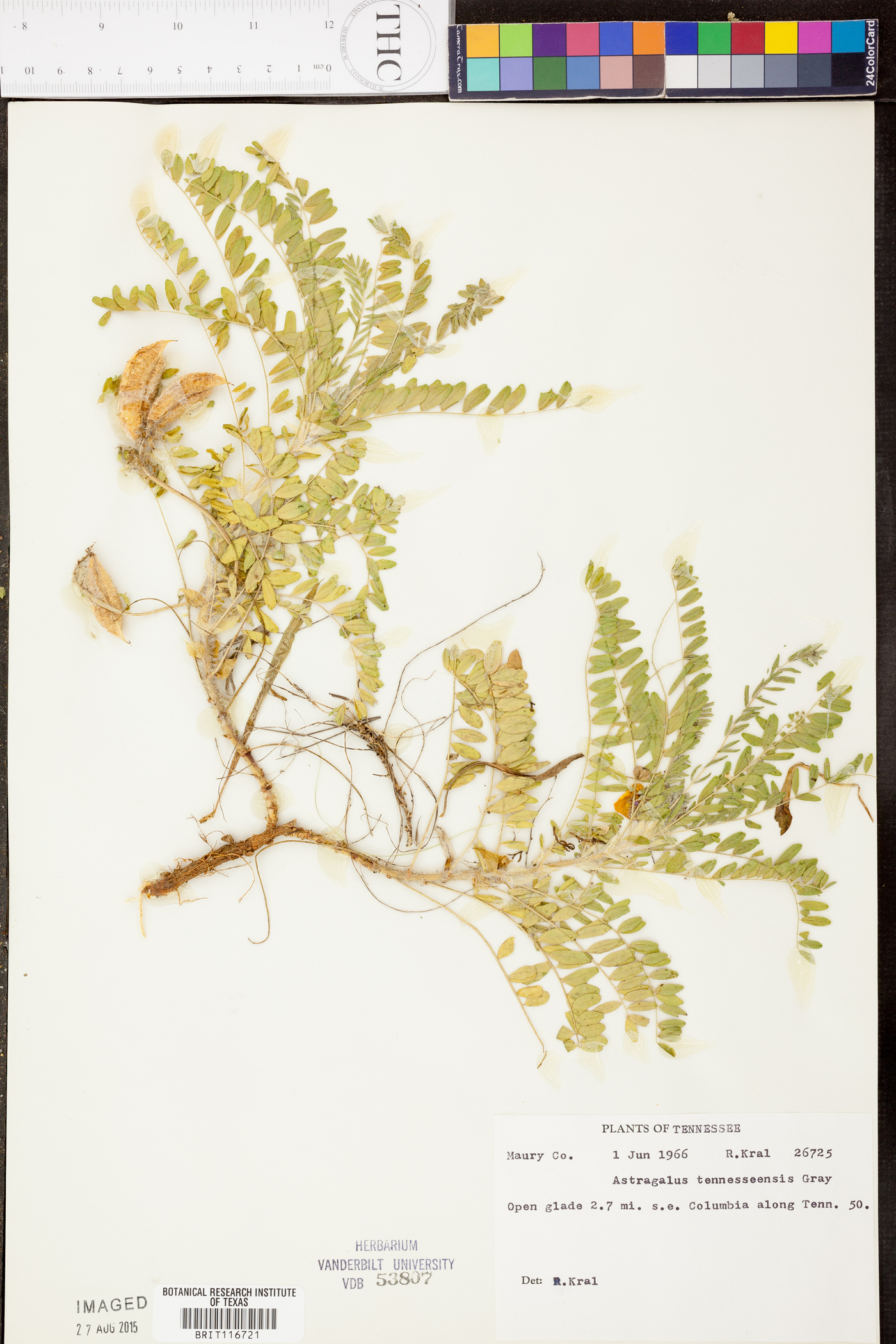 Astragalus tennesseensis image