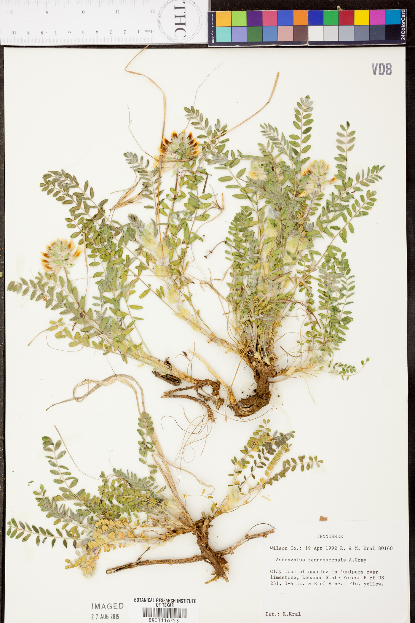 Astragalus tennesseensis image