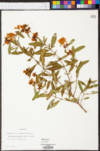 Hypericum prolificum image