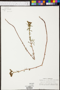 Hypericum sphaerocarpum image