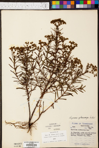 Hypericum cistifolium image