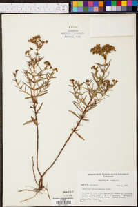 Hypericum sphaerocarpum image