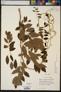 Wisteria frutescens image