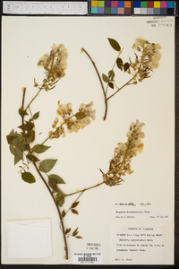 Wisteria frutescens image