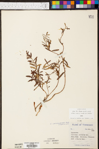 Hypericum sphaerocarpum image