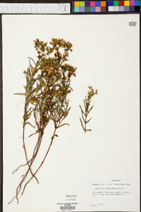 Hypericum sphaerocarpum image