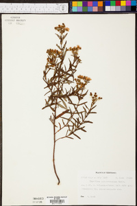 Hypericum sphaerocarpum image