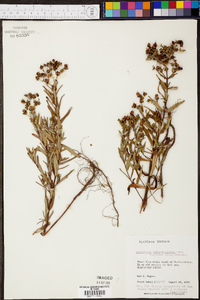 Hypericum sphaerocarpum image