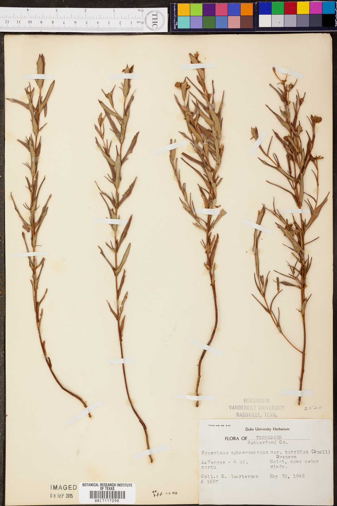 Hypericum sphaerocarpum var. turgidum image