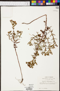 Hypericum sphaerocarpum image