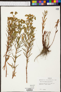 Hypericum sphaerocarpum image