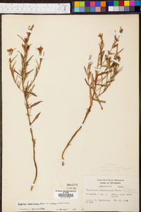 Hypericum sphaerocarpum image