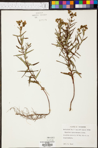 Hypericum sphaerocarpum image