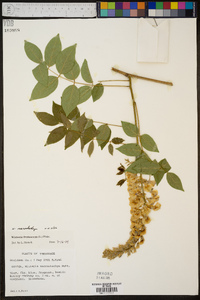 Wisteria frutescens image