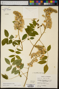 Wisteria frutescens image