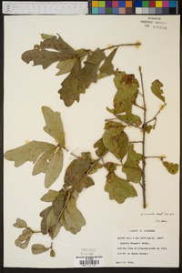 Quercus sinuata image