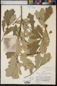 Quercus sinuata image