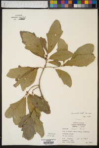 Quercus sinuata image