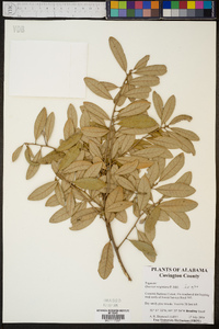 Quercus virginiana image