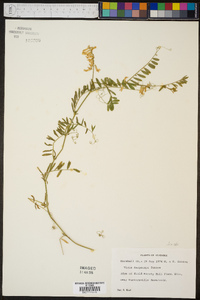 Vicia villosa subsp. varia image