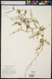 Vicia villosa subsp. varia image